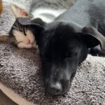 About us 14 Tilica and Tulp living their best life on the isle of Jersey