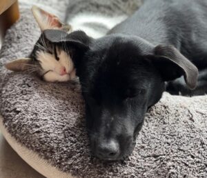 Tilica and Tulp living their best life on the isle of Jersey