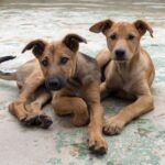 About us 12 SORRELN5 1