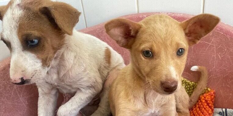 young puppies