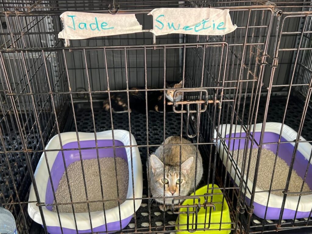 whatsapp image 2025 10 30 at 17.43.15 1