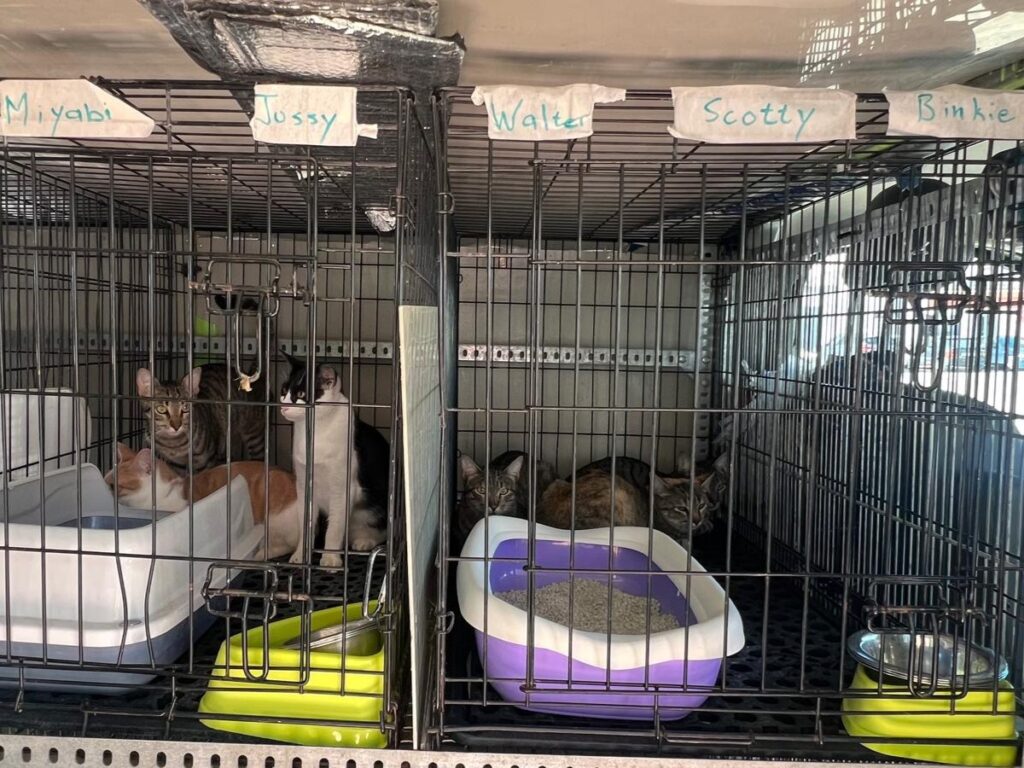 whatsapp image 2025 10 30 at 17.43.15