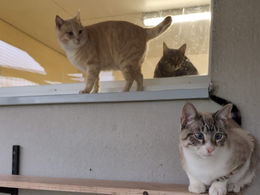 whatsapp image 2025 11 01 at 15.51.39