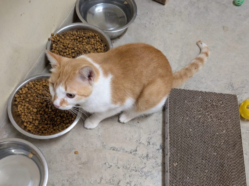 whatsapp image 2025 11 01 at 15.51.40 1