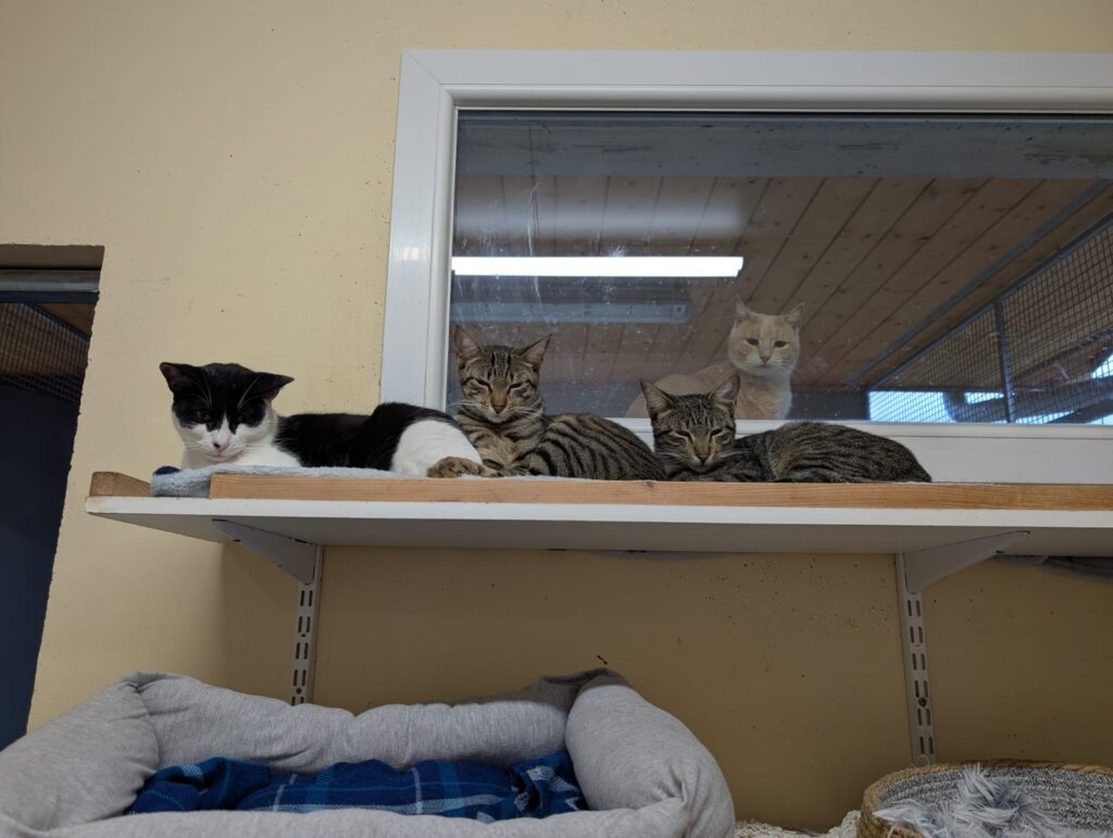 whatsapp image 2025 11 01 at 15.51.40