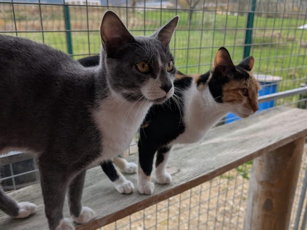 whatsapp image 2025 11 01 at 15.51.42